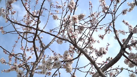 The arrival of spring. Blooming trees. Awakening of Nature Stock Footage 271627889