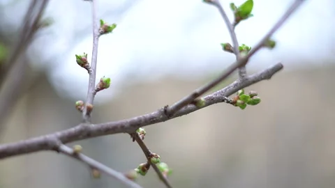 The arrival of spring. Blooming trees. Awakening of Nature Stock Footage 271627967
