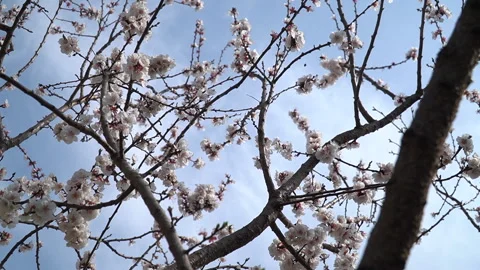 The arrival of spring. Blooming trees. Awakening of Nature Stock Footage 271628029