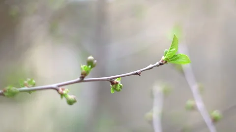 The arrival of spring. Blooming trees. Awakening of Nature Stock Footage 271628037
