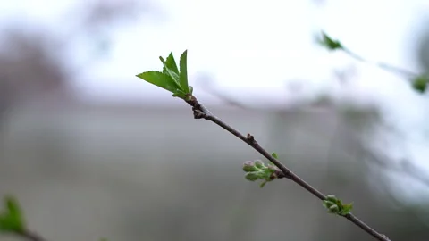 The arrival of spring. Blooming trees. Awakening of Nature Stock Footage 271628085