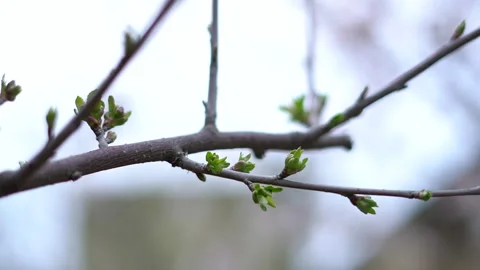 The arrival of spring. Blooming trees. Awakening of Nature Stock Footage 271628087
