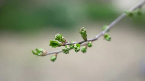 The arrival of spring. Blooming trees. Awakening of Nature Stock Footage 271628131