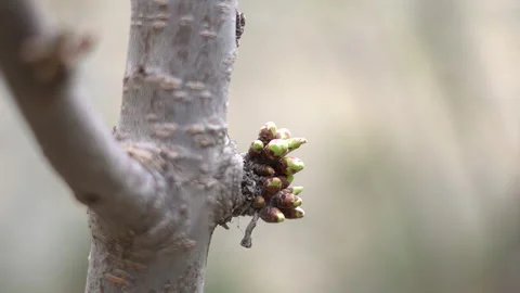 The arrival of spring. Blooming trees. Awakening of Nature Stock Footage 271628139