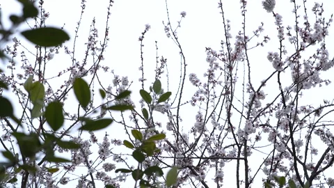 The arrival of spring. Blooming trees. Awakening of Nature Stock Footage 271628168