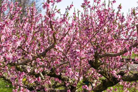The arrival of spring in the blossoming of peach trees treated with fungicide Stock Photos