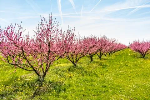 The arrival of spring in the blossoming of peach trees treated with fungicide Stock Photos