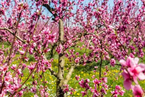 The arrival of spring in the blossoming of peach trees treated with fungicide Stock Photos