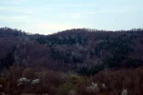 Arrival of spring in the forest Foto stock