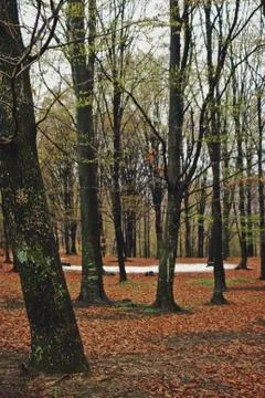 Arrival of spring in the forest Stock Photos