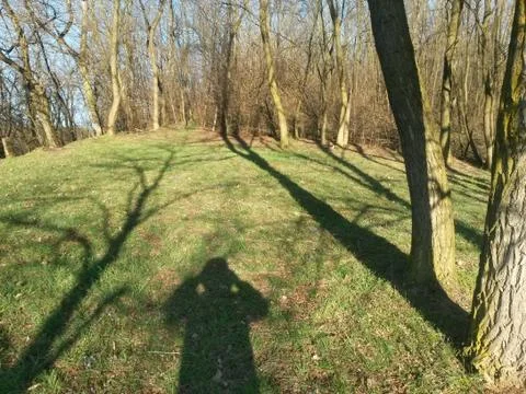 Arrival of spring in the forest Stock Photos