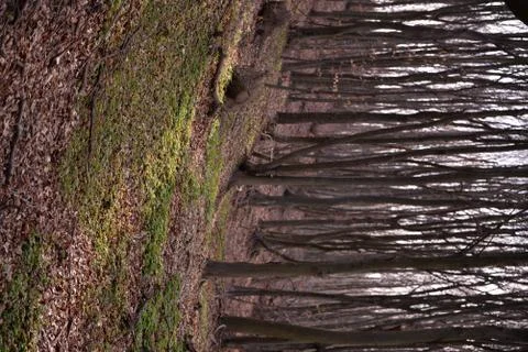 Arrival of spring in the forest Stock-Fotos