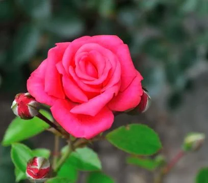 The arrival of spring Stock Photos