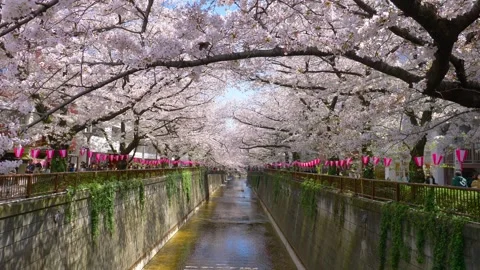 Arrival of spring in Tokyo, cherry blossoms in full bloom. Cherry blossoms and a Stock Footage 247677869
