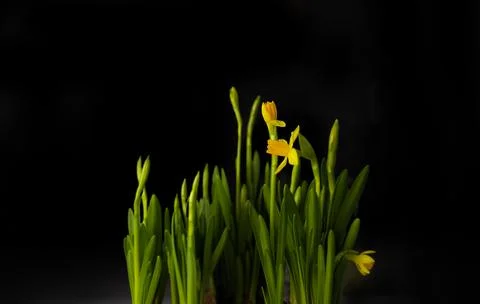 The arrival of spring: yellow daffodils blooming against Stock Photos
