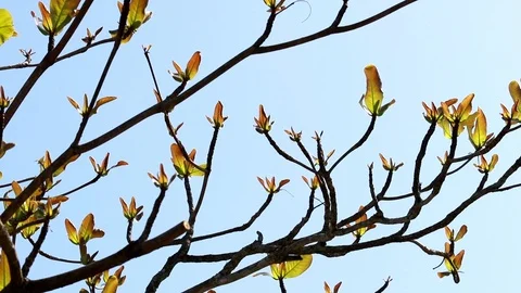 Arrival of springtime, branches with new leaves Stock Footage 95723790
