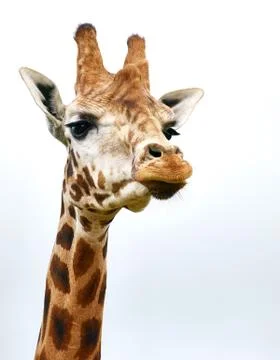 Arrogant giraffe Stock Photos