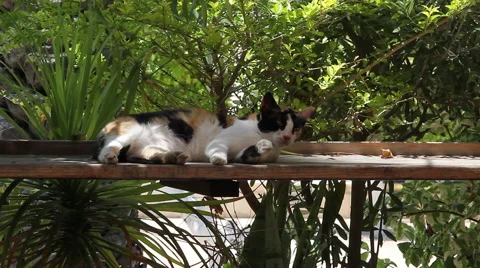 Arrogant spotted cat 2 Video stock 51329791