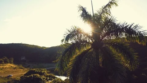 Arround the tree Stock Footage 100757255