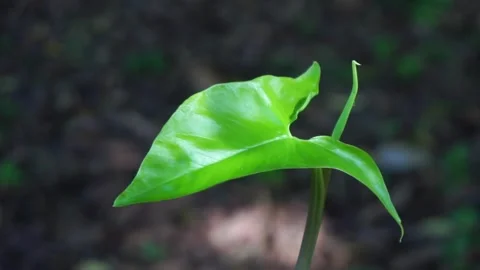Arrow Arum Stock Footage 244790533