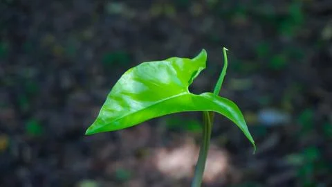 Arrow Arum Stock Photos