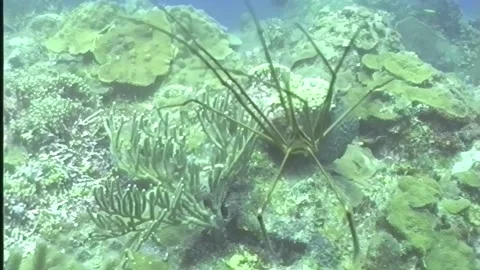 ARROW CRAB 2 Stock Footage 306622068