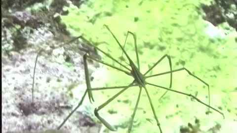 ARROW CRAB 4 Stock Footage 306540307
