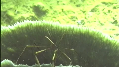 ARROW CRAB 5 Video stock 306531289