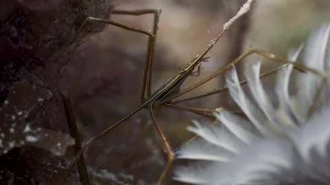 An arrow crab feeds off some feather duster worms Stock Footage 255987499