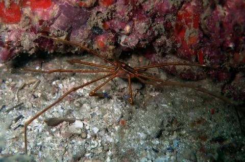 Arrow head crab Stock Photos