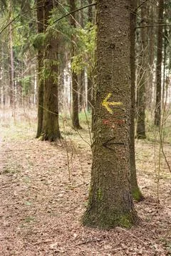 An arrow to the left drawn on a tree. Orientation. Stock Photos