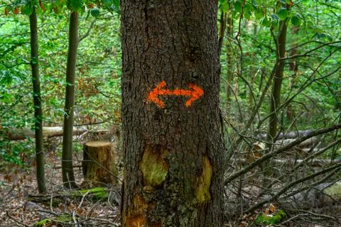 Arrow left right in orange on a tree Foto stock