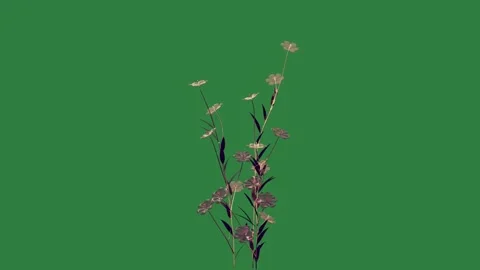 Arrow Looping With Flowers Isolated Green Screen Stock Video Stock Footage 338018009