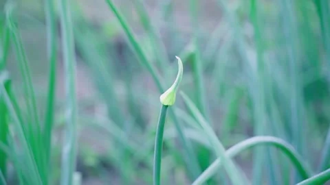 Arrow of onions close-up on the garden bed. Inflorescence of green onions Stock Footage 202029029