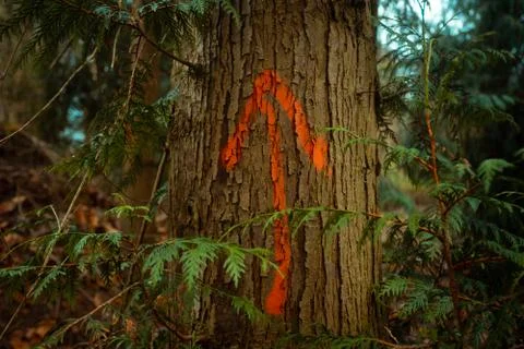 Up Arrow Painted Marking on Oak Tree for Lumber Stock Photos