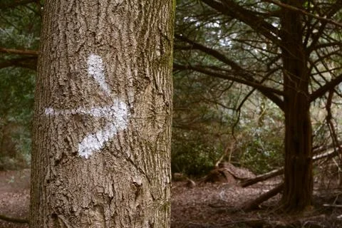 Arrow painted on a tree trunk in the forest Stock Photos