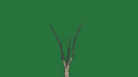 Arrow pointing to the right up black ant on deer standing in front of tree no... Stock Footage 336049795