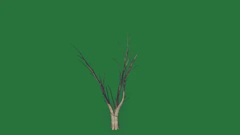 Arrow pointing to the right clock tree no leaves dead small figure Stock Footage 336053592