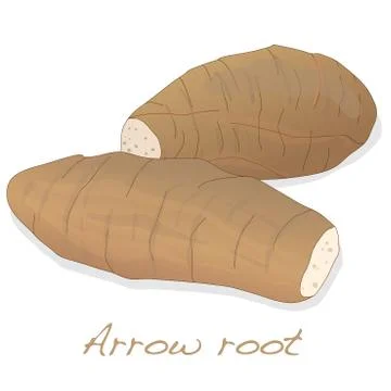 Arrow root plant vector isolated Stock Illustration