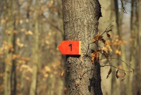 Arrow sign on tree Foto stock