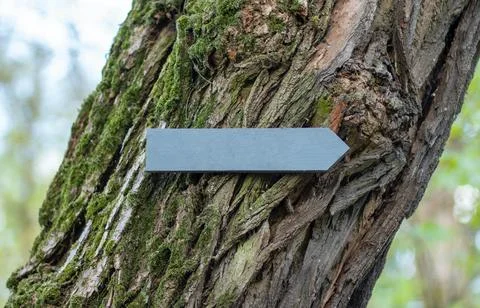 Arrow on a tree in the forest. Background with copyspace Stock Photos