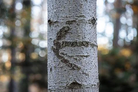 Arrow on the tree trunk of a birch in the forest and blurred background Stock-Fotos