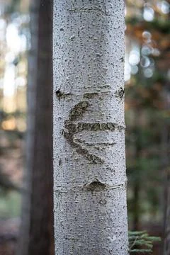 Arrow on the tree trunk of a birch in the forest and blurred background Stock Photos