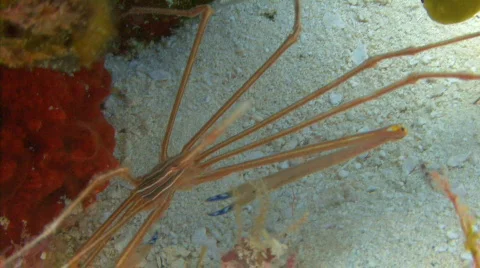 Arrowhead crab Stock Footage 721086