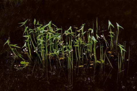 Arrowhead in dark water Stock Photos