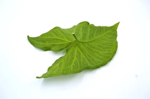 Arrowhead plant leaf back image Stock Photos
