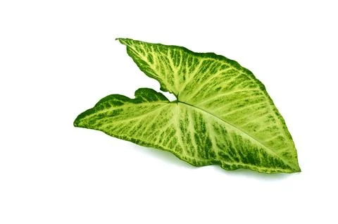 Arrowhead plant leaf Stock Photos
