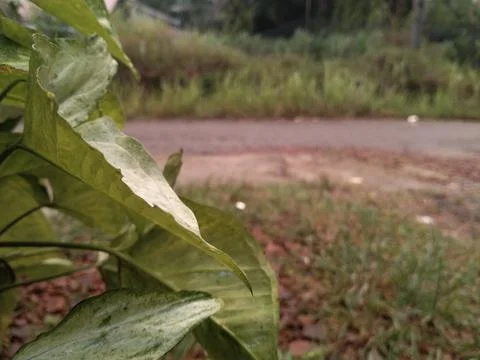 Arrowhead plant Stock-Fotos