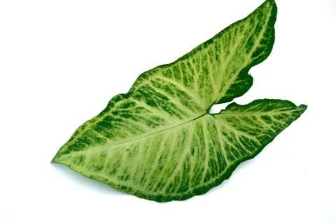 Arrowhead plant Foto stock