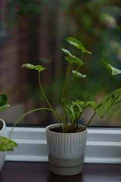 An Arrowhead plant 스톡 사진